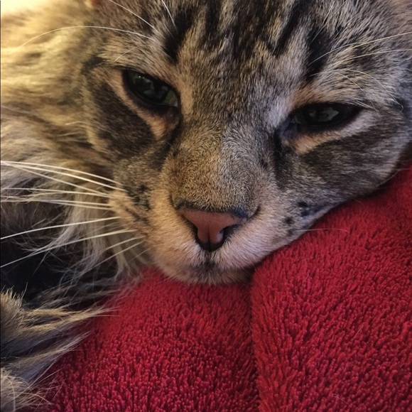 Meet your Posher, Emma - Picture 1 of 1